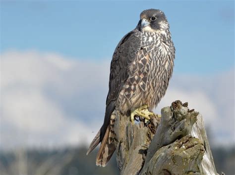 Falcon Facts, Types, Classification, Habitat, Diet, Adaptations