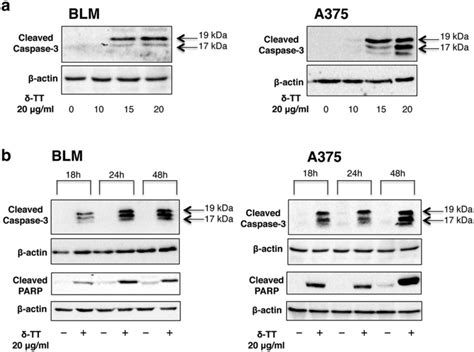 Tt Affects The Expression Of Apoptosis Related Proteins In Blm And A