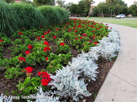 Сальвия и цинерария на клумбе (30 фото) » НА ДАЧЕ ФОТО