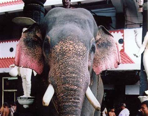 Indian Temple Elephant, Guruvayoor Nandhan- Famous domestic Elephant Photos|Kerala Elephants