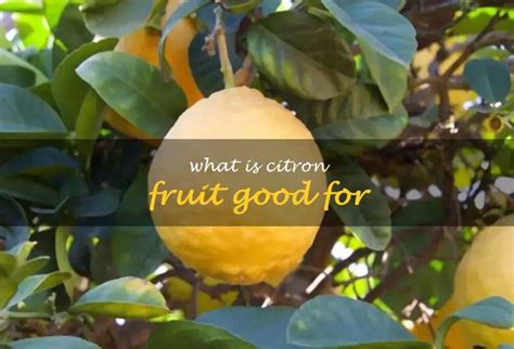 What Is Citron Fruit Good For | ShunCy