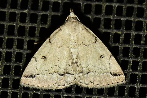 Zanclognatha Theralis BugGuide Net