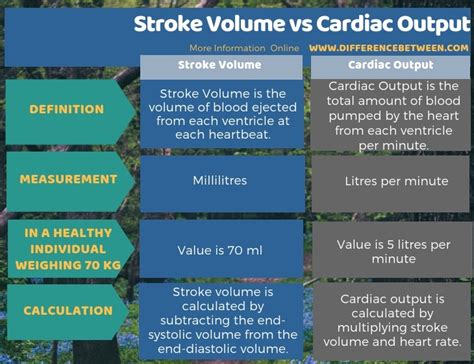 Difference Between Stroke Volume And Cardiac Output Compare The