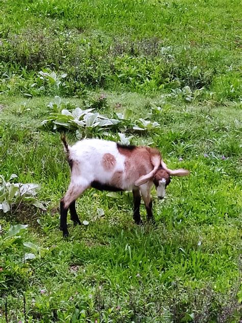 Cabrito E Cabrita S O Pedro Do Sul V Rzea E Bai Es Olx Portugal