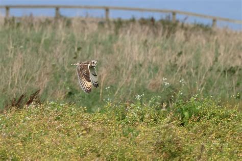 Short Eared Owl Hunting Behind Bartlett Rspb Bempton Cliff Michael