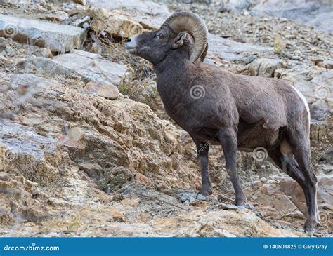 Wild Colorado Rocky Mountain Bighorn Sheep Stock Image Image Of Brush