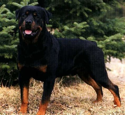 all black rottweiler - Google Search | dogs | Pinterest ... | Rottweiler puppies, Dog training ...