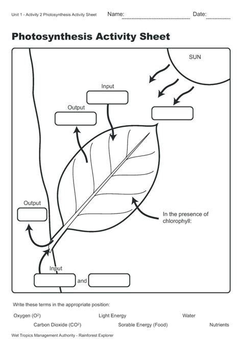 Photosynthesis Worksheets