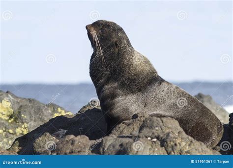 Young Male Northern Fur Seal That Rests Stock Image Image Of Bering