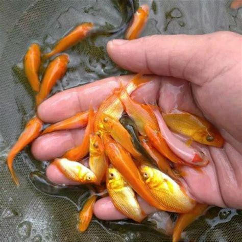 Jual IKAN MAS HIDUP PAKAN IKAN PREDATOR Shopee Indonesia