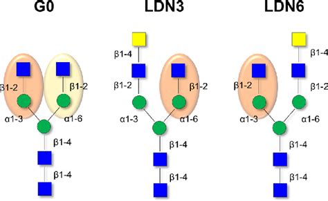 N Glycan Binding Epitopes Recognized By Lsectin The Three N Glycans