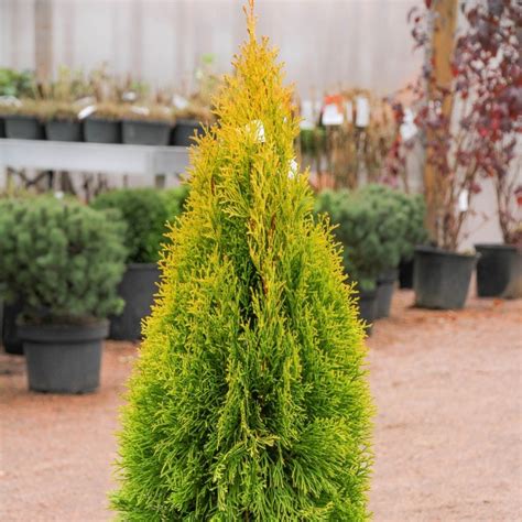 Туя западная (Thuja occidentalis L.) - лекарственное, частично ядовитое ...