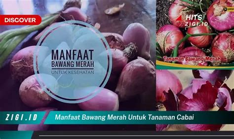 Temukan Manfaat Bawang Merah Untuk Tanaman Cabai Yang Bikin Kamu Penasaran