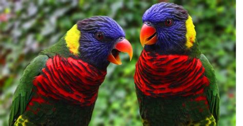 Lorikeet Bird Facts | AZ Animals