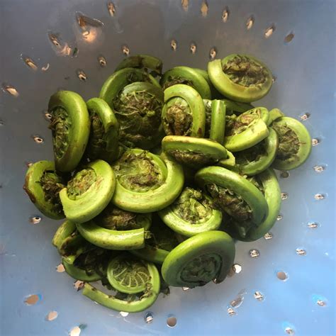 Fiddleheads Sautéed With Butter And Lemon A Nation Of Moms