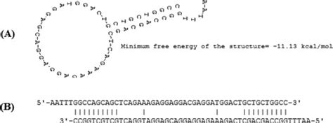 Loop‐linker Pcr An Advanced Pcr Technique For Genome Walking Trinh