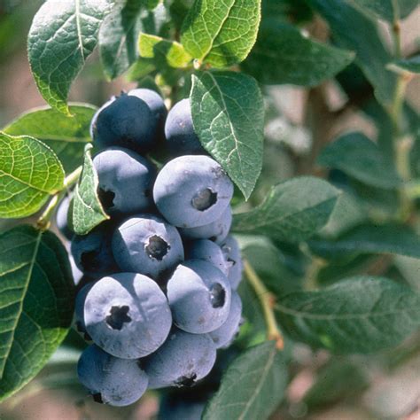 Reka Highbush Blueberry | Plant Addicts