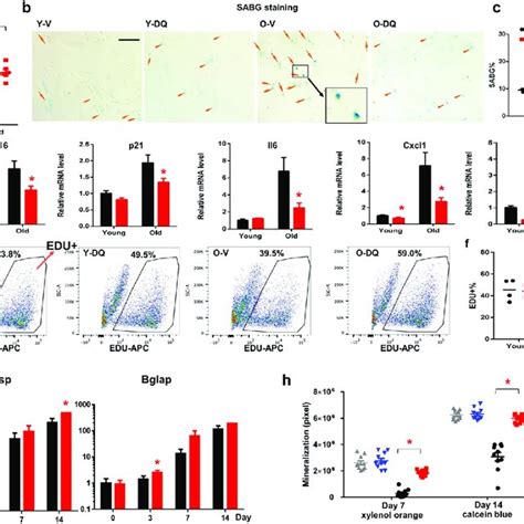 D Q Improved Proliferation And Osteogenic Capacity Of Old Bmscs In