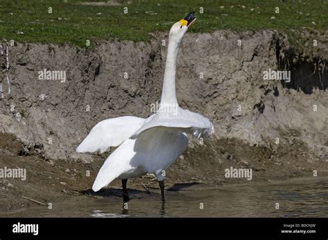 Singschwan Cygnus Cygnus European Whooper Swan Stock Photo Alamy