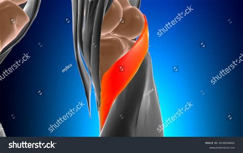 Popliteus Muscle Anatomy Medical Concept 3d Stock Illustration ...