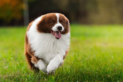 бордер-колли-питомник-айс-гуард