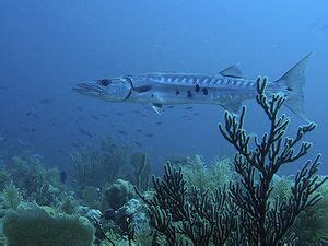 Sphyraena barracuda - AU Science Wiki