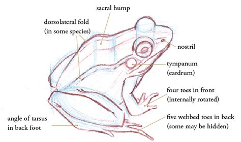 Toad Anatomy - Anatomical Charts & Posters