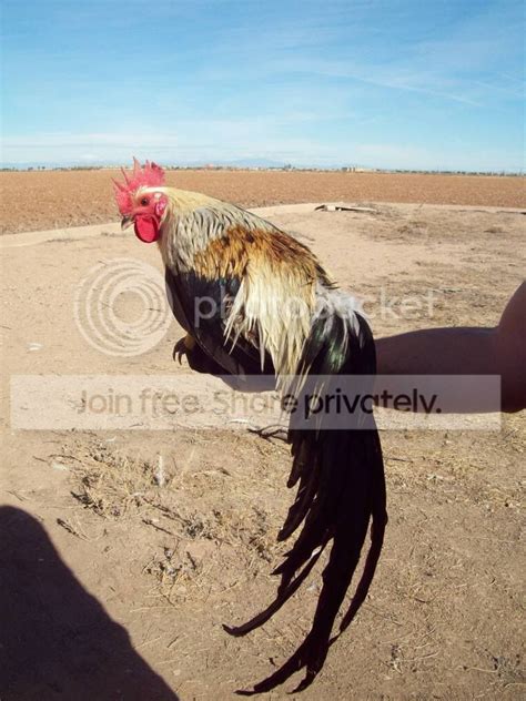 golden phoenix chicken eggs flexonly