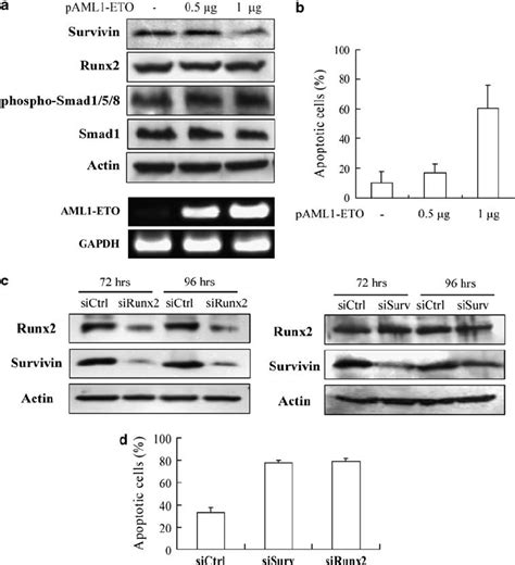 Downregulation of survivin expression and induction of cell apoptosis ...