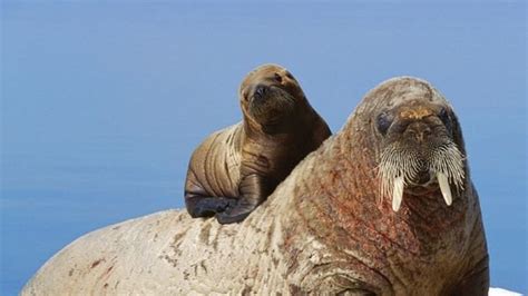 Petition · Change the plural of walrus to walri - United States