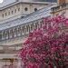 Spring In Paris At Palais Royal Pink Magnolias By Falling Off Bicycles