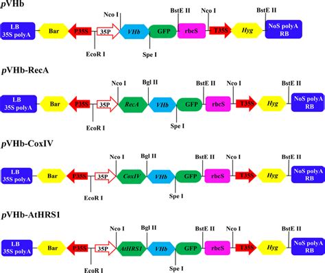 Schematic Representation Of Subcellular Localization Plasmids Used In