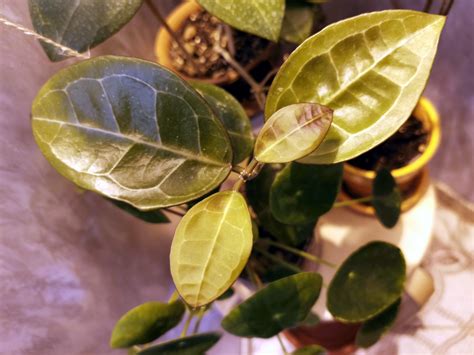 I Ve Heard You Are Into Leaf Porn R Hoyas