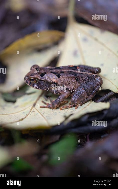 Corcovado Wildtiere Fotos Und Bildmaterial In Hoher Aufl Sung Alamy