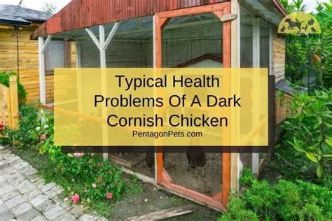 How To Raise And Care For A Dark Cornish Chicken Pentagon Pets