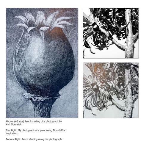 Pencil Drawing Tonal Work Karl Blossfeldt Own Photograph Natural