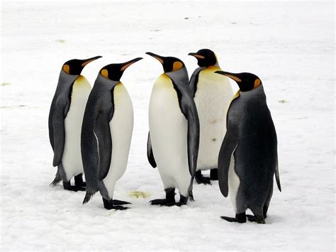 Pinguim Rei Esp Cies Caracter Sticas Reprodu O Alimenta O E