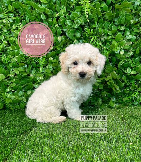 I AM NOW ADOPTED - Toy Cavoodle / Cavapoo - Girl Puppies For Sale Brisbane