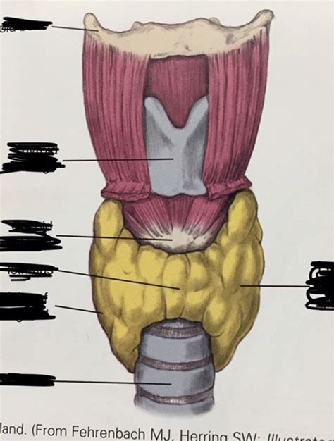 Thyroid Gland Diagram Quizlet