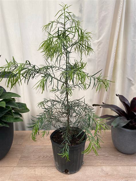 Podocarpus Tree Gracilior Fern Pine Weeping Eureka Farms