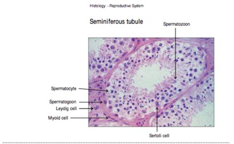 REVIEW GUIDE REPRODUCTIVE SYSTEM Histology Flashcards Quizlet