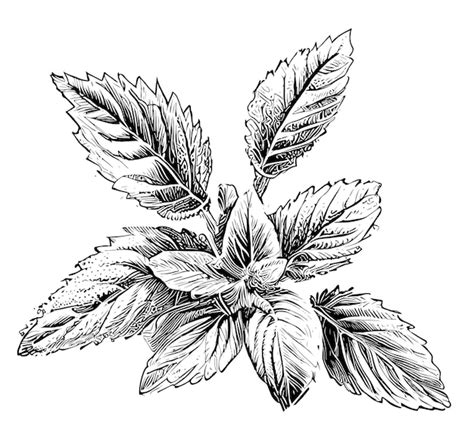 Premium Vector | A drawing of mint leaves with the leaves in black and ...