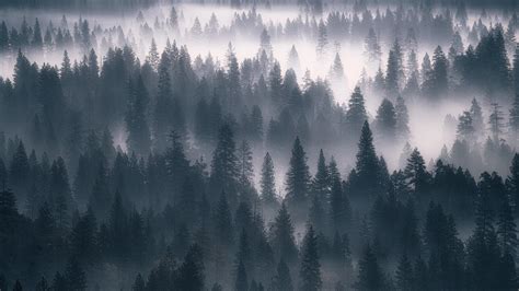 Forest Fog Gray Wallpaper X K Wqhd Qhd