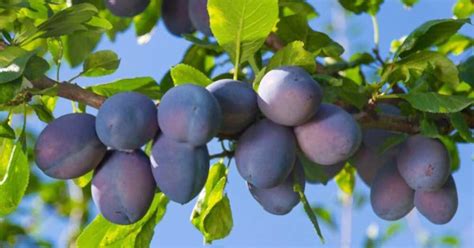 The Plum Spiritual Meaning: A Deeper Look