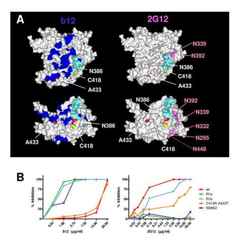 Inhibition By Neutralizing Antibodies A Locations Of Mutation And