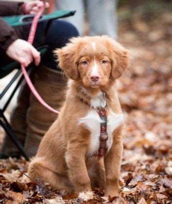 Retriever Z Nowej Szkocji Hodowla W Polsce Szczeniaki Adopcja