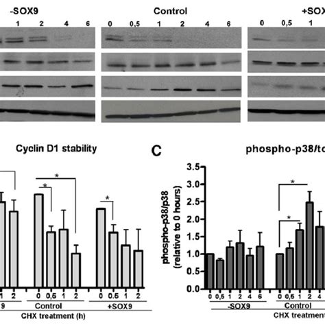 Sox9 activity, gene and protein expression after overexpression and ...