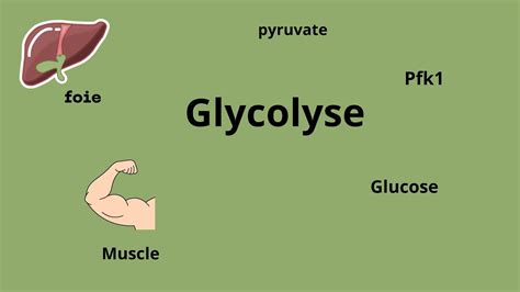 Biochimie Glycolyse Les R Actions Youtube