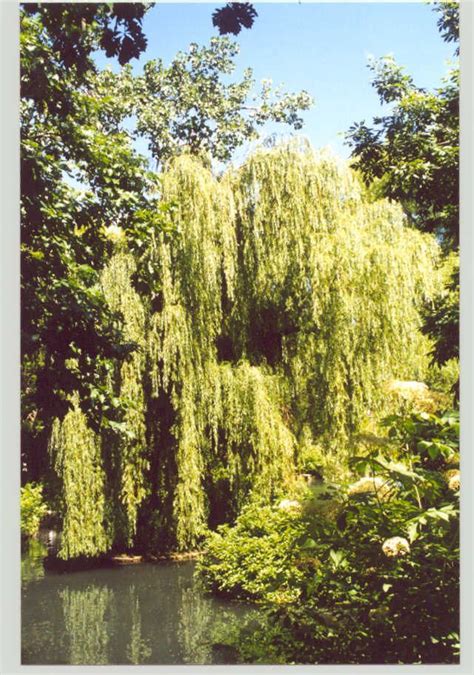 Willow Tree In Lincoln Park Zoo Lincoln Park Zoo Lincoln Park