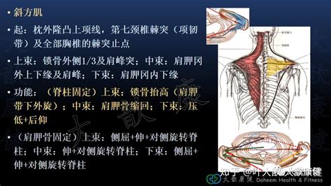 被冤枉的肌肉4：直角肩与斜方肌肥厚 知乎